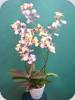 Ionocidium Popcorn
